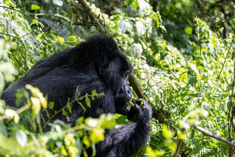 Bwindi Impenetrable Forest, Uganda